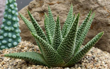 Haworthia minima Haworthia minima