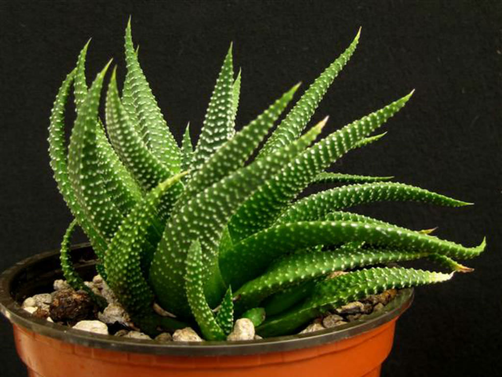 Haworthia minima | World of Succulents