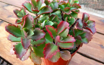 Kalanchoe sexangularis – Six-angled Kalanchoe Kalanchoe sexangularis - Six-angled Kalanchoe