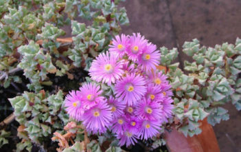 Lampranthus blandus – Pink Vygie Lampranthus blandus - Pink Vygie