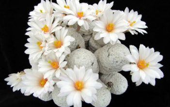 Mammillaria albiflora Mammillaria albiflora