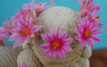 Mammillaria herrerae – Golf Ball Mammillaria herrerae - Golf Ball
