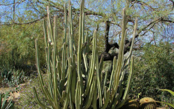 Pachycereus schottii – Senita Cactus Pachycereus schottii - Senita Cactus