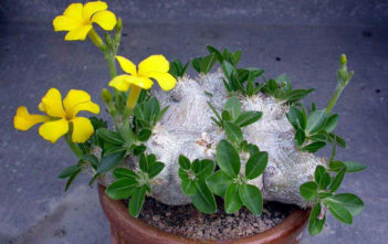 Pachypodium brevicaule Pachypodium brevicaule