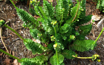 Portulaca molokiniensis – ‘Ihi Portulaca molokiniensis - 'Ihi