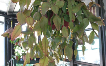 Rhipsalis elliptica Rhipsalis elliptica