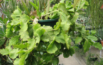 Rhipsalis oblonga Rhipsalis oblonga