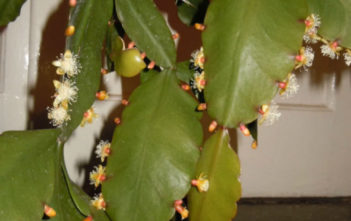 Rhipsalis rhombea – Copper Branch Rhipsalis rhombea - Copper Branch