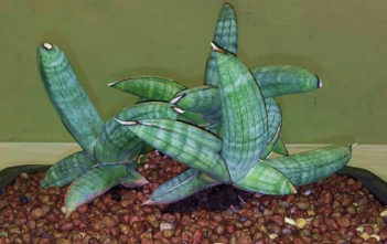 Sansevieria eilensis Sansevieria eilensis