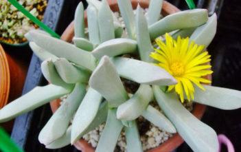 Schwantesia triebneri Schwantesia triebneri