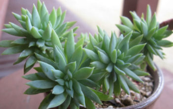 Sedeveria ‘Fanfare’ Sedeveria 'Fanfare'