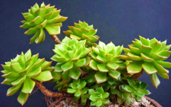Sedeveria ‘Letizia’ – Lety’s Sedeveria Sedeveria 'Letizia' - Lety's Sedeveria