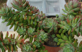 Sedum cuspidatum Sedum cuspidatum