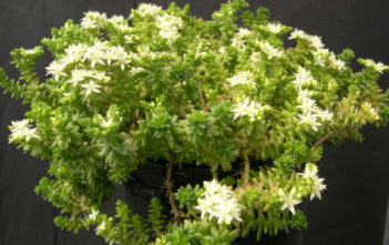 Sedum pulvinatum – Live Forever Sedum pulvinatum - Live Forever