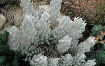Senecio haworthii – Woolly Senecio