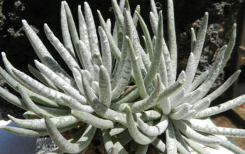 Senecio scaposus – Woolly Senecio Senecio scaposus - Woolly Senecio