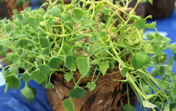 Senecio tropaeolifolius – False Nasturtium Senecio tropaeolifolius - False Nasturtium