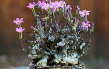 Tylecodon schaeferianus Tylecodon schaeferianus