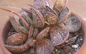 Adromischus trigynus – Calico Hearts Adromischus trigynus - Calico Hearts