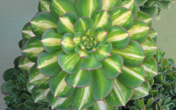Aeonium ‘Lemon-Lime’ Aeonium 'Lemon-Lime'