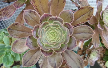 Aeonium arboreum var. rubrolineatum Aeonium arboreum var. rubrolineatum