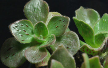 Aeonium smithii Aeonium smithii
