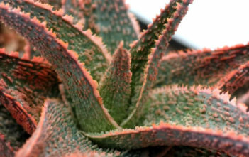 Aloe ‘Vito’ Aloe 'Vito'