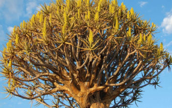 Aloe dichotoma – Quiver Tree Aloe dichotoma - Quiver Tree