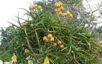 Aloe tongaensis – Tonga Tree Aloe Aloe tongaensis - Tonga Tree Aloe