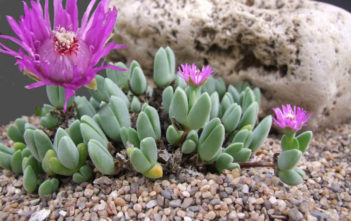 Antimima turneriana Antimima turneriana