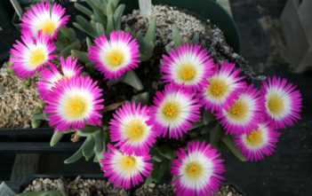 Antimima ventricosa Antimima ventricosa
