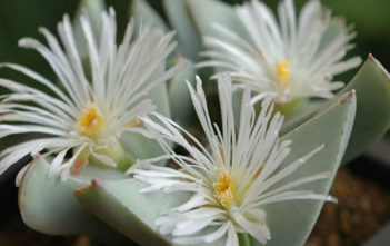 Conophytum herreanthus Conophytum herreanthus