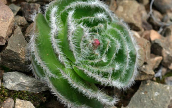 Crassula barbata – Bearded-leaved Crassula Crassula barbata - Bearded-leaved Crassula