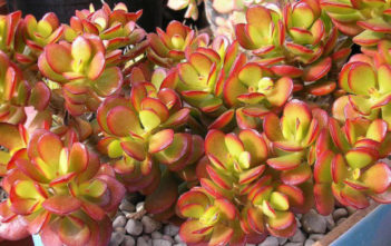 Crassula ovata ‘Crosbys Compact’ – Dwarf Jade Plant Crassula ovata 'Crosbys Compact' - Dwarf Jade Plant