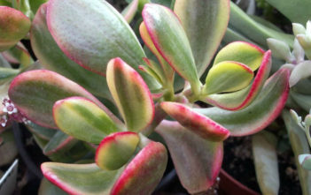 Crassula ovata f. variegata ‘Hummel’s Sunset’ Crassula ovata f. variegata 'Hummel's Sunset'