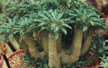 Dorstenia lavrani – Taba’a Gorge Dorstenia Dorstenia lavrani - Taba'a Gorge Dorstenia