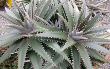 Dyckia platyphylla – Wide-leafed Dyckia Dyckia platyphylla - Wide-leafed Dyckia
