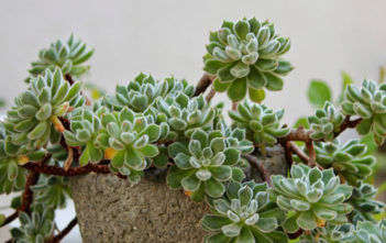 Echeveria ‘Doris Taylor’ – Woolly Rose Echeveria 'Doris Taylor' - Woolly Rose