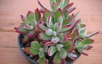 Echeveria ‘Pulv-oliver’ – Red Echeveria Echeveria 'Pulv-oliver' - Red Echeveria