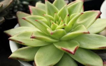 Echeveria agavoides ‘Corderoyi’ Echeveria agavoides 'Corderoyi'