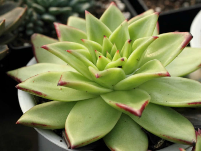 Echeveria agavoides 'Corderoyi'
