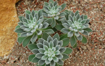 Echeveria leucotricha – Chenille Plant Echeveria leucotricha - Chenille Plant
