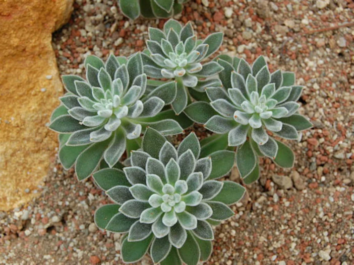 Echeveria leucotricha - Chenille Plant