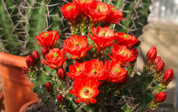 Echinocereus coccineus – Scarlet Hedgehog Cactus Echinocereus coccineus - Scarlet Hedgehog Cactus