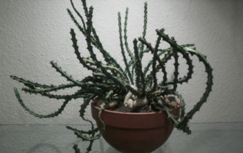 Euphorbia knuthii Euphorbia knuthii