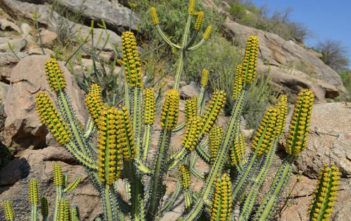 Euphorbia tescorum Euphorbia tescorum
