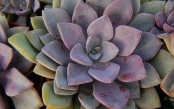 Graptoveria ‘Debbie’ Graptoveria 'Debbie'