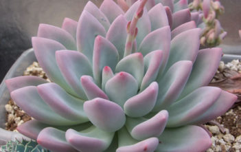 Graptoveria ‘Moonglow’ Graptoveria 'Moonglow'