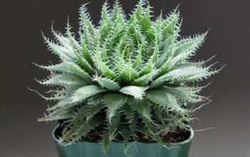 Haworthia arachnoidea – Cobweb Aloe Haworthia arachnoidea - Cobweb Aloe