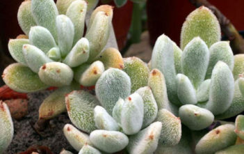 Kalanchoe eriophylla – Snow White Panda Plant Kalanchoe eriophylla - Snow White Panda Plant